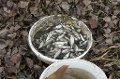 P1130355_.JPG
